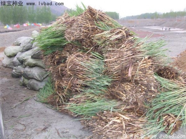 <a href='http://www.njszjj.com/shuicaozhongzi/1587.html' target='_blank'>蘆葦種子</a>