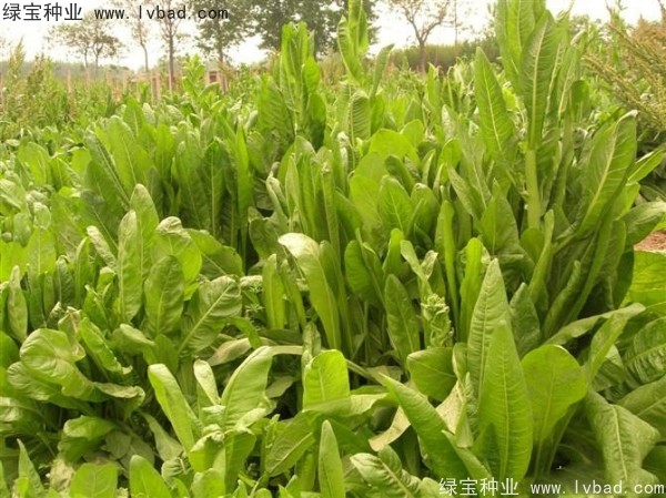 <a href='http://www.njszjj.com/mucaozhongzi/16296.html' target='_blank'>魯梅克斯</a>草圖片