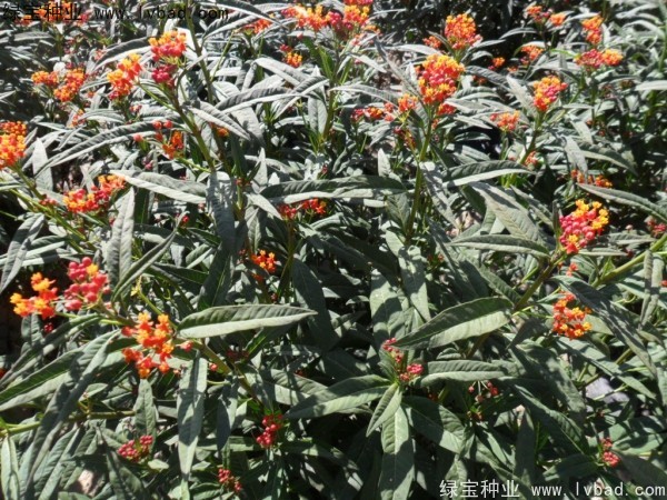 馬利筋種子 馬利筋種子