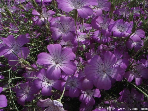 麥仙翁<a href='http://www.njszjj.com/' target='_blank'>種子</a>