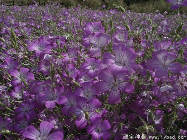 <a href='http://www.njszjj.com/caohuazhongzi/1594.html' target='_blank'>麥仙翁</a><a href='http://www.njszjj.com/' target='_blank'>種子</a>