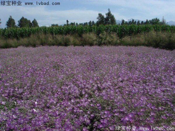 <a href='http://www.njszjj.com/caohuazhongzi/1594.html' target='_blank'>麥仙翁</a><a href='http://www.njszjj.com/' target='_blank'>種子</a>
