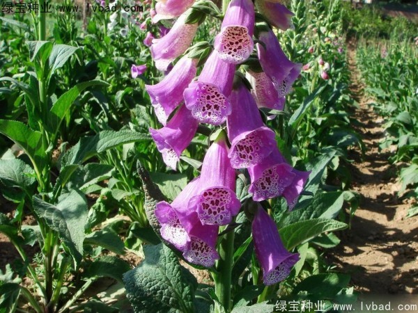 <a href='http://www.njszjj.com/caohuazhongzi/1596.html' target='_blank'>毛地黃種子</a>