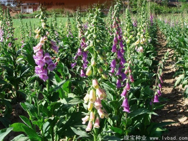 <a href='http://www.njszjj.com/caohuazhongzi/1596.html' target='_blank'>毛地黃種子</a>