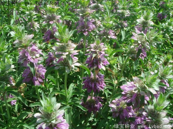 <a href='http://www.njszjj.com/caohuazhongzi/1597.html' target='_blank'>美國薄荷種子</a>