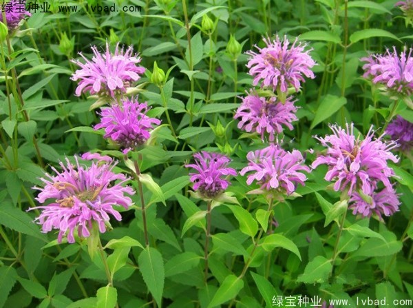 美國<a href='http://www.njszjj.com/caohuazhongzi/1023.html' target='_blank'>薄荷種子</a>