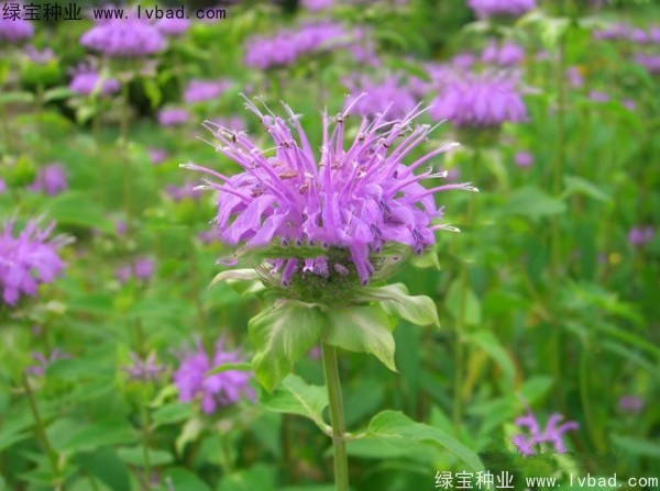 美國<a href='http://www.njszjj.com/caohuazhongzi/1023.html' target='_blank'>薄荷種子</a>