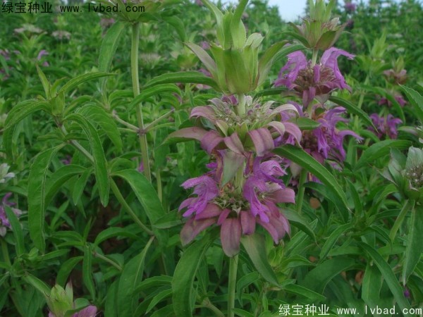 <a href='http://www.njszjj.com/caohuazhongzi/1597.html' target='_blank'>美國薄荷</a>種子