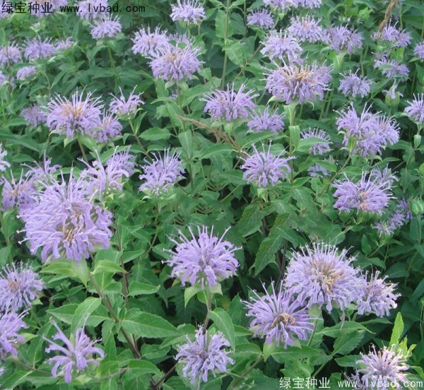美國<a href='http://www.njszjj.com/caohuazhongzi/1023.html' target='_blank'>薄荷</a>種子