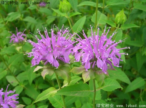 <a href='http://www.njszjj.com/caohuazhongzi/1597.html' target='_blank'>美國薄荷種子</a>