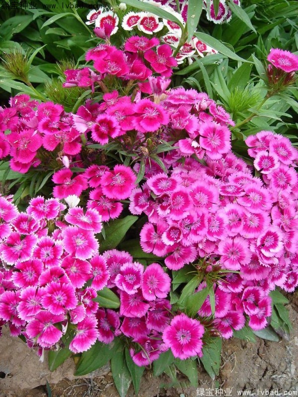 美國石竹<a href='http://www.njszjj.com/' target='_blank'>種子</a>