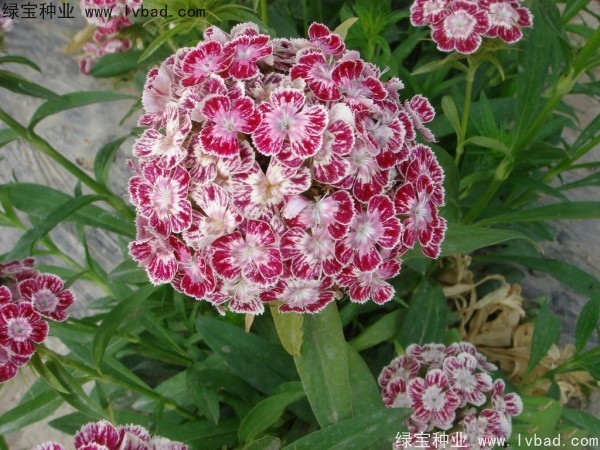 美國<a href='http://www.njszjj.com/caohuazhongzi/97045.html' target='_blank'>石竹種子</a>