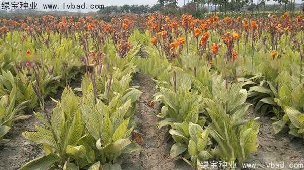 <a href='http://www.njszjj.com/caohuazhongzi/1601.html' target='_blank'>美人蕉種子</a>