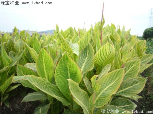 美人蕉<a href='http://www.njszjj.com/' target='_blank'>種子</a>