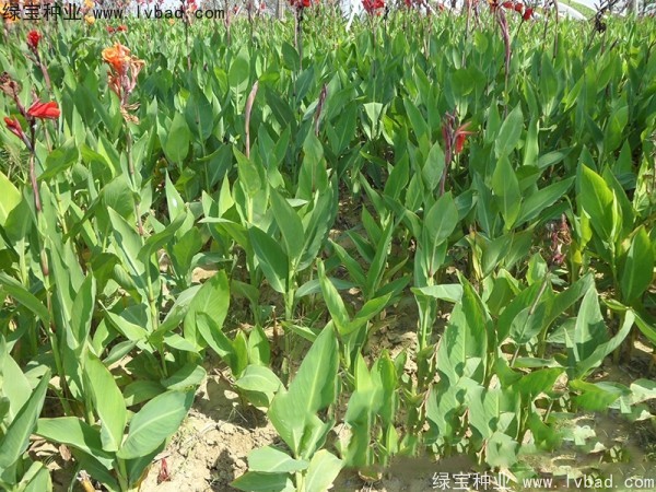 <a href='http://www.njszjj.com/caohuazhongzi/1601.html' target='_blank'>美人蕉種子</a>