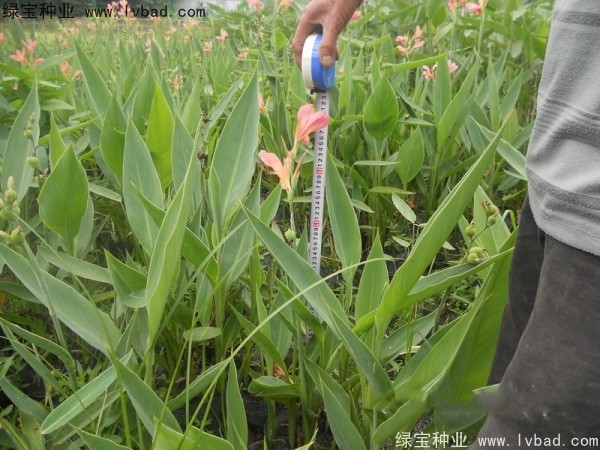 美人蕉<a href='http://www.njszjj.com/' target='_blank'>種子</a>