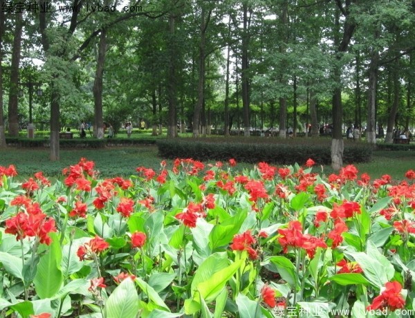 <a href='http://www.njszjj.com/caohuazhongzi/1601.html' target='_blank'>美人蕉種子</a>