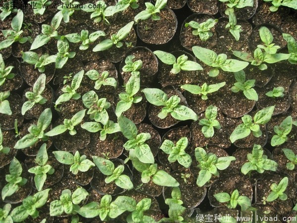 <a href='http://www.njszjj.com/caohuazhongzi/1602.html' target='_blank'>迷你向日葵</a>圖片