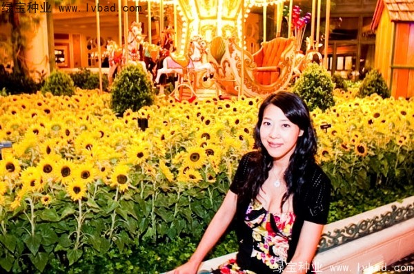 迷你<a href='http://www.njszjj.com/caohuazhongzi/97271.html' target='_blank'>向日葵</a>圖片