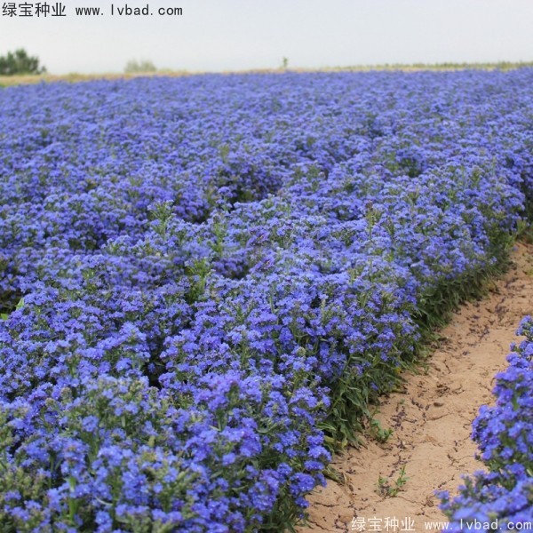 <a href='http://www.njszjj.com/caohuazhongzi/1603.html' target='_blank'>南非牛舌草</a>