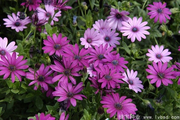 <a href='http://www.njszjj.com/caohuazhongzi/1604.html' target='_blank'>南非萬壽菊種子</a>