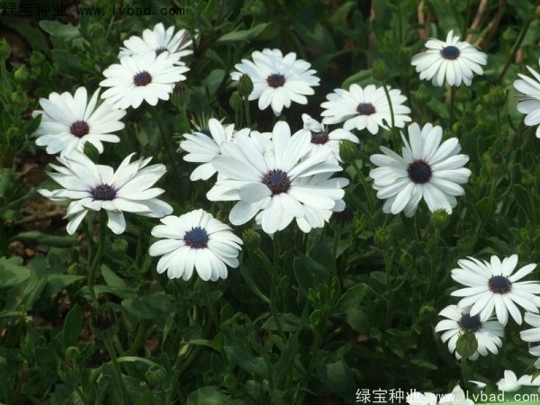 南非<a href='http://www.njszjj.com/caohuazhongzi/1631.html' target='_blank'>萬壽菊</a>種子