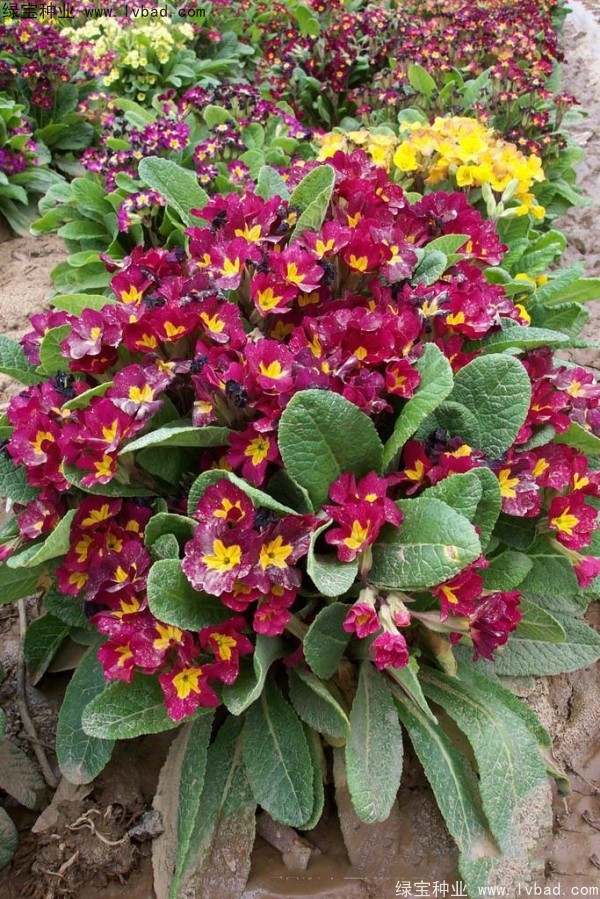 歐洲<a href='http://www.njszjj.com/caohuazhongzi/1024.html' target='_blank'>報春花</a>種子