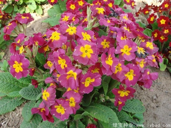 歐洲<a href='http://www.njszjj.com/caohuazhongzi/1024.html' target='_blank'>報春花種子</a>