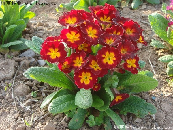 歐洲<a href='http://www.njszjj.com/caohuazhongzi/1024.html' target='_blank'>報春花種子</a>
