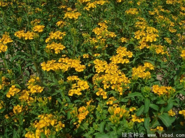 <a href='http://www.njszjj.com/caohuazhongzi/1608.html' target='_blank'>七里黃種子</a>