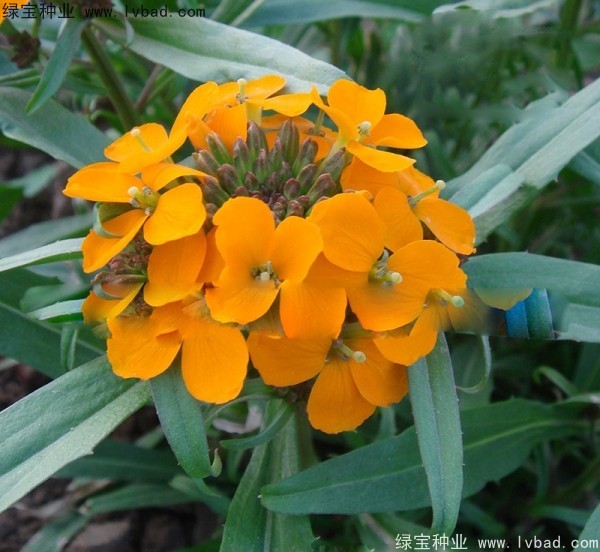 <a href='http://www.njszjj.com/caohuazhongzi/1608.html' target='_blank'>七里黃種子</a>