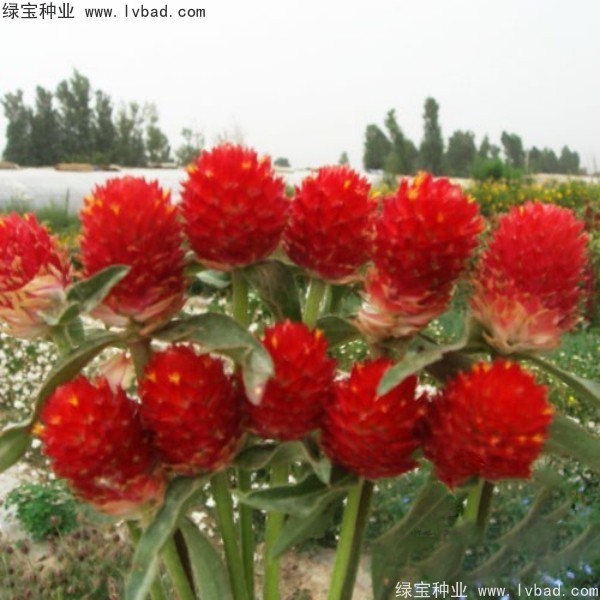 <a href='http://www.njszjj.com/caohuazhongzi/1611.html' target='_blank'>千日紅</a><a href='http://www.njszjj.com/' target='_blank'>種子</a>