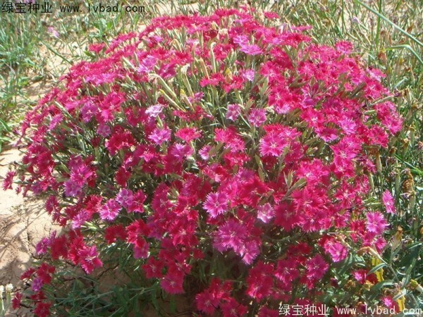 瞿麥<a href='http://www.njszjj.com/' target='_blank'>種子</a>