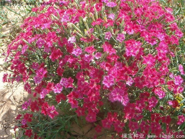 <a href='http://www.njszjj.com/caohuazhongzi/1615.html' target='_blank'>瞿麥種子</a>