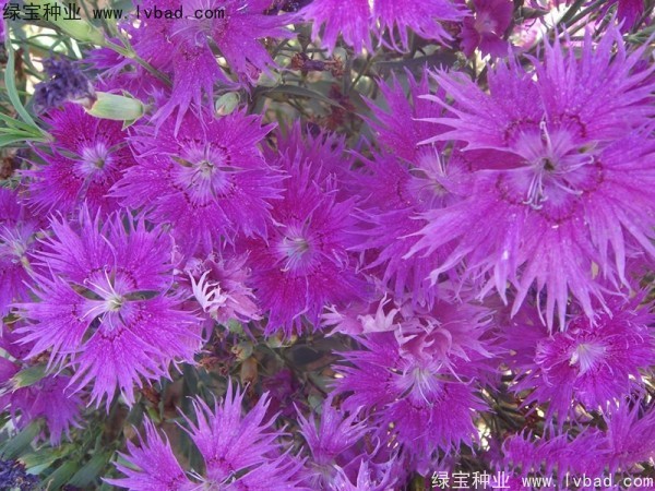 <a href='http://www.njszjj.com/caohuazhongzi/1615.html' target='_blank'>瞿麥種子</a>