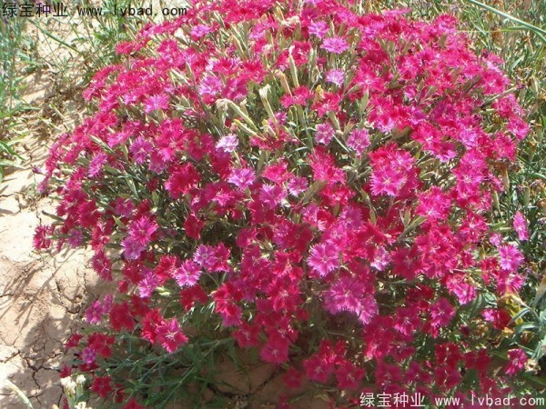<a href='http://www.njszjj.com/caohuazhongzi/1615.html' target='_blank'>瞿麥</a><a href='http://www.njszjj.com/' target='_blank'>種子</a>