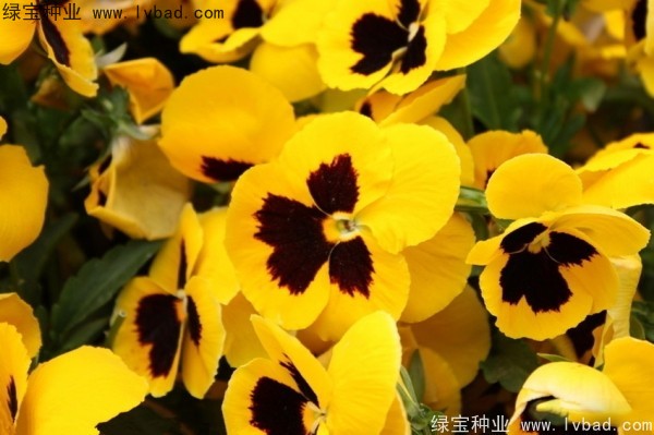 <a href='http://www.njszjj.com/caohuazhongzi/1619.html' target='_blank'>三色旋花種子</a>