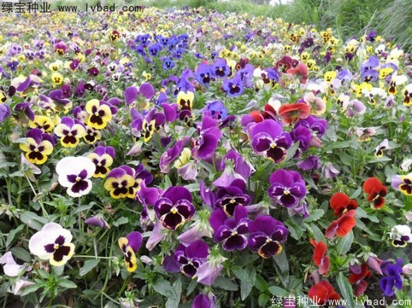 <a href='http://www.njszjj.com/caohuazhongzi/1619.html' target='_blank'>三色旋花種子</a>
