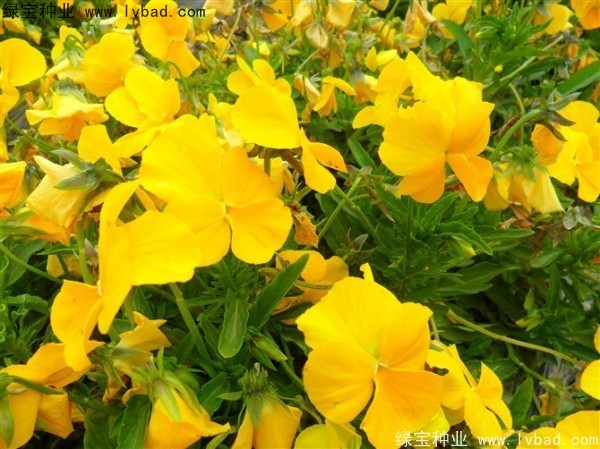 <a href='http://www.njszjj.com/caohuazhongzi/1619.html' target='_blank'>三色旋花種子</a>