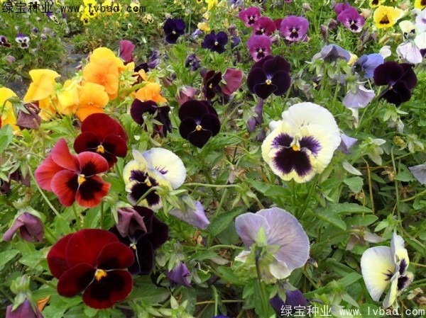 三色旋花<a href='http://www.njszjj.com/' target='_blank'>種子</a>
