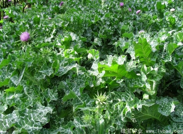 <a href='http://www.njszjj.com/caohuazhongzi/1627.html' target='_blank'>水飛薊</a><a href='http://www.njszjj.com/' target='_blank'>種子</a>