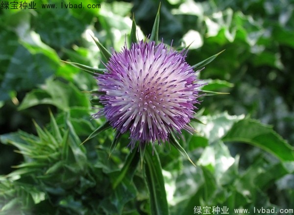 <a href='http://www.njszjj.com/caohuazhongzi/1627.html' target='_blank'>水飛薊種子</a>