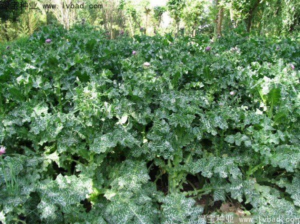 <a href='http://www.njszjj.com/caohuazhongzi/1627.html' target='_blank'>水飛薊種子</a>
