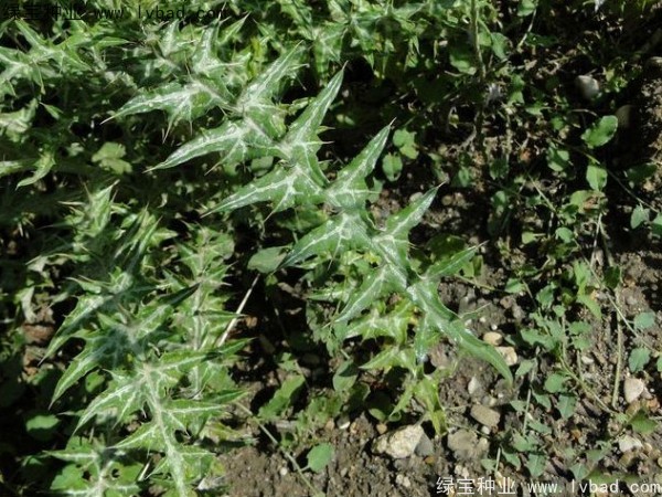 水飛薊<a href='http://www.njszjj.com/' target='_blank'>種子</a>