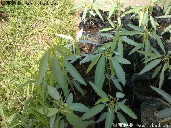 <a href='http://www.njszjj.com/caohuazhongzi/1628.html' target='_blank'>跳舞草</a>