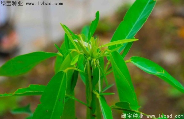 <a href='http://www.njszjj.com/caohuazhongzi/1628.html' target='_blank'>跳舞草</a>
