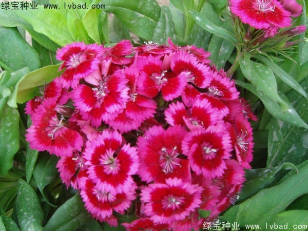 <a href='http://www.njszjj.com/caohuazhongzi/1632.html' target='_blank'>五彩石竹種子</a>