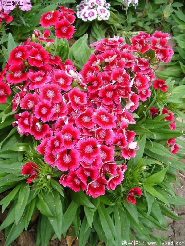 五彩<a href='http://www.njszjj.com/caohuazhongzi/97045.html' target='_blank'>石竹種子</a>