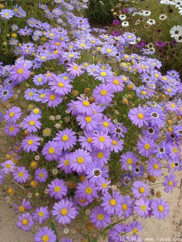 五色菊<a href='http://www.njszjj.com/' target='_blank'>種子</a>
