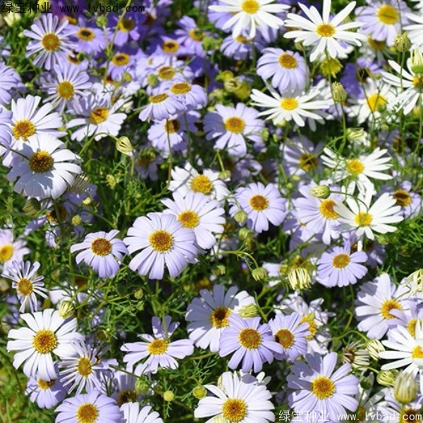 五色菊<a href='http://www.njszjj.com/' target='_blank'>種子</a>